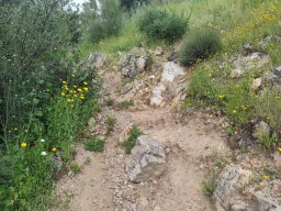 Flora del Cerro Masatrigo